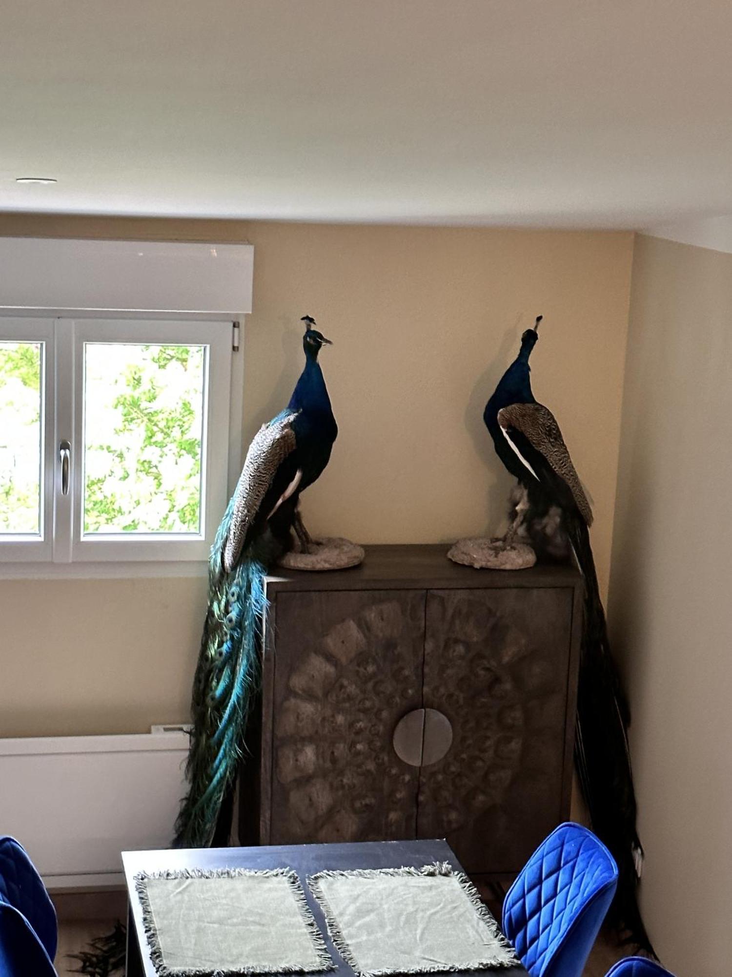 L'Opale - Le Jungle Les Attaques Quarto foto